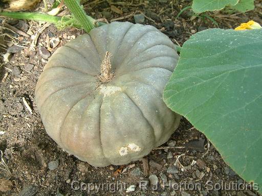 Pumpkin picked 